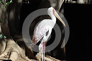 Yellow-billed stork Mycteria ibis 10