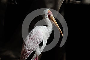 Yellow-billed stork Mycteria ibis 11