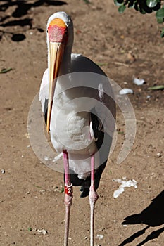 Yellow-billed stork Mycteria ibis 2