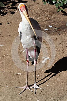 Yellow-billed stork Mycteria ibis 3