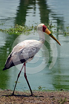 Yellow-billed Stork (Mycteria ibis)