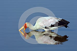 Yellow-billed stork (Mycteria ibis)