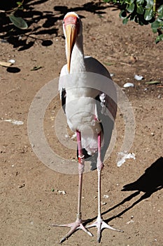 Yellow-billed stork Mycteria ibis 6
