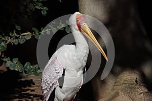 Yellow-billed stork Mycteria ibis 7