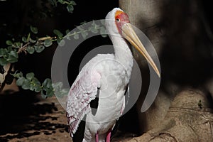 Yellow-billed stork Mycteria ibis 8