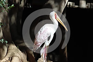 Yellow-billed stork Mycteria ibis 9