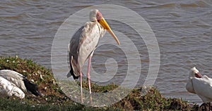 Yellow Billed Stork, mycteria ibis, Adult standing near Pond, Masai Mara Parc in Kenya ,