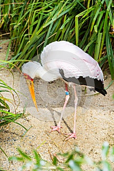 Yellow billed stork, Mycteria ibis aka wood stork or wood ibis