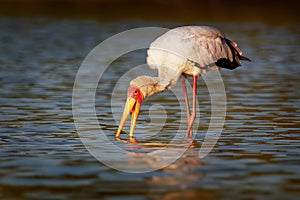 Yellow-billed Stork - Mycteria ibis also wood stork or ibis, large African wading stork species family Ciconiidae, widespread