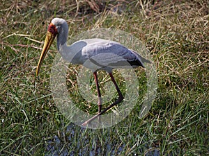 Yellow-billed stork