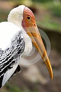 Yellow-billed stork Mycteria ibis. Close up portrait of this large bird. Long orange beak, pink wrinkly face.