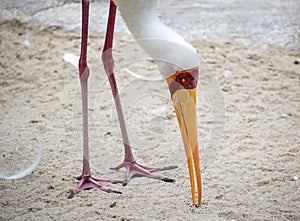 The yellow-billed stork Mycteria ibis eating ants in the ground