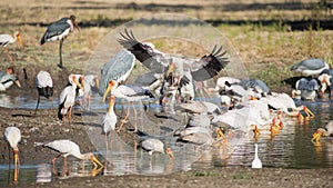 Yellow-billed Stork (Mycteria ibis) fishing