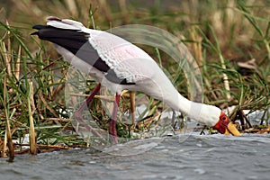 The Yellow-billed stork Mycteria ibis fishing in the river.A large white African stork with a yellow beak submerged in water