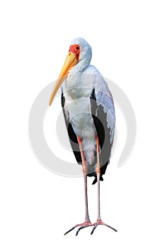 Yellow-billed stork, Mycteria ibis, isolated on white background. Also known as wood stork or wood ibis. Beautiful white bird.