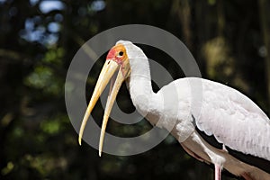 Yellow-billed Stork Mycteria ibis with open beak