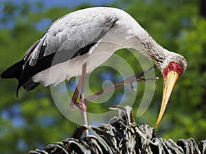 Yellow-billed stork perched on tree photo