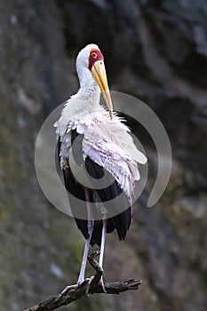 Yellow-billed stork Mycteria ibis picture of whole bird with rock background