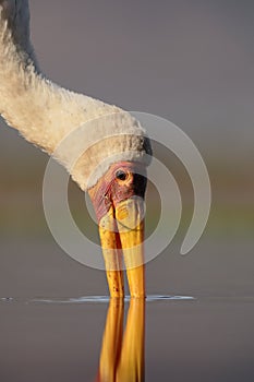 Yellow-billed stork, Mycteria ibis