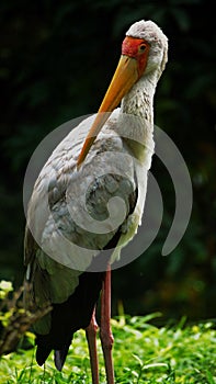 Yellow-billed stork Mycteria ibis, sometimes also called the wood stork or wood ibis, is a large African wading stork species in