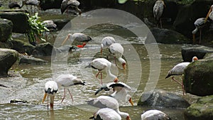 Yellow-billed stork Mycteria ibis, sometimes also called the wood stork or wood ibis, is a large African wading stork species in