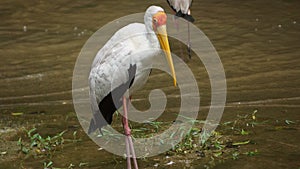 Yellow-billed stork Mycteria ibis, sometimes also called the wood stork or wood ibis, is a large African wading stork species in