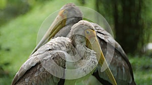 Yellow-billed stork Mycteria ibis, sometimes also called the wood stork or wood ibis, is a large African wading stork species in