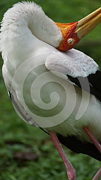 Yellow-billed stork Mycteria ibis, sometimes also called the wood stork or wood ibis, is a large African wading stork species in