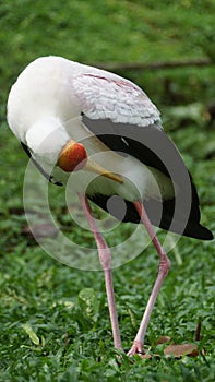 Yellow-billed stork Mycteria ibis, sometimes also called the wood stork or wood ibis, is a large African wading stork species in