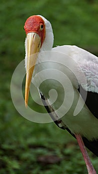 Yellow-billed stork Mycteria ibis, sometimes also called the wood stork or wood ibis, is a large African wading stork species in