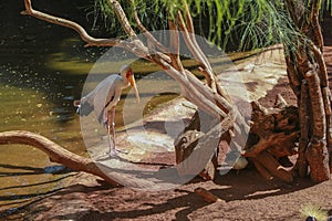 Yellow billed stork, (Mycteria ibis)