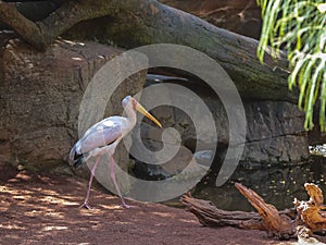 Yellow billed stork, (Mycteria ibis)