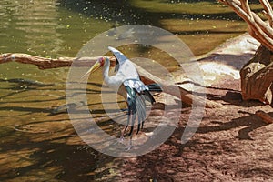 Yellow billed stork, (Mycteria ibis)