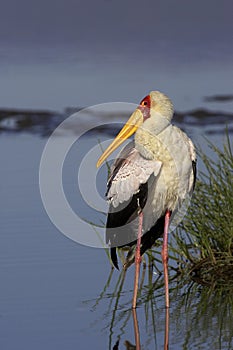 Yellow Billed Stork, mycteria ibis, standing in Nakuru Lake, Kenya