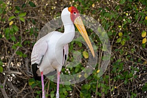 A Yellow-Billed Stork mycteria ibis white feathers, large yellow beak, and red head from Africa