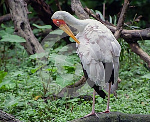 Yellow-Billed Stork In Nile River Wetlands