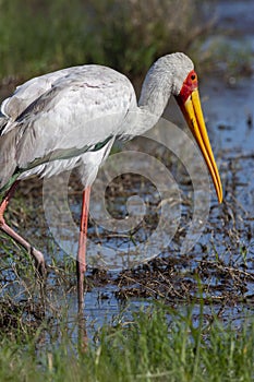 Yellow-billed stork - Okavango Delta - Botswana