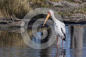 Yellow-billed Stork - Okavango Delta - Botswana