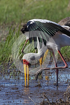 Yellow-billed stork - Okavango Delta - Botswana