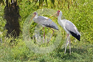 Yellow-billed stork the open beak