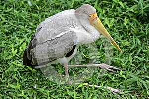 Yellow billed stork resting
