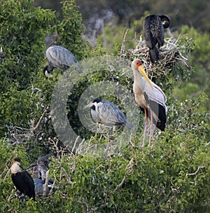 Yellow billed stork in Rookery