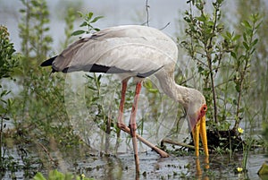 Yellow-billed stork, Selous Game Reserve, Tanzania photo