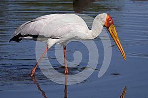 Yellow-billed stork, Serengeti NP, Tanzania