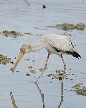 yellow-billed stork, sometimes also called wood stork or wood ibis, It is widespread in regions south of the Sahara and also