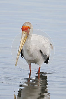 yellow-billed stork, sometimes also called wood stork or wood ibis, It is widespread in regions south of the Sahara and also