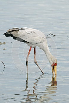 yellow-billed stork, sometimes also called wood stork or wood ibis, It is widespread in regions south of the Sahara and also