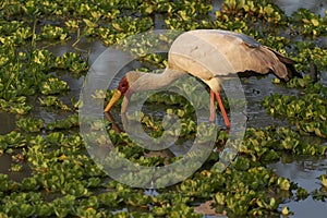 Yellow-billed Stork in South Luangwa National Park, Zambia