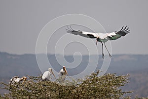 Yellow billed stork about to land, Lake Manyara photo
