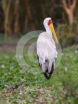 Yellow-billed Stork turning around